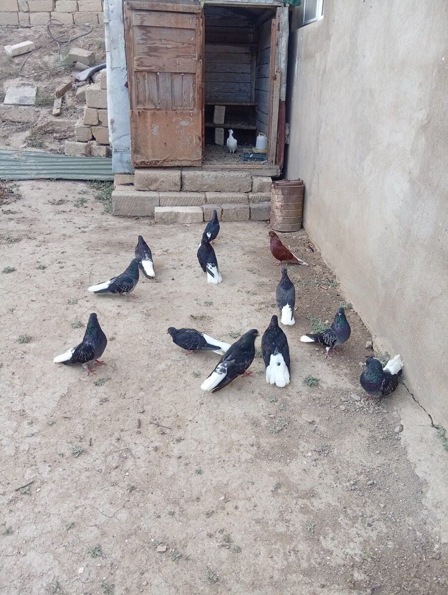 Göyərçinlər — Quşlar, Bakı (2)