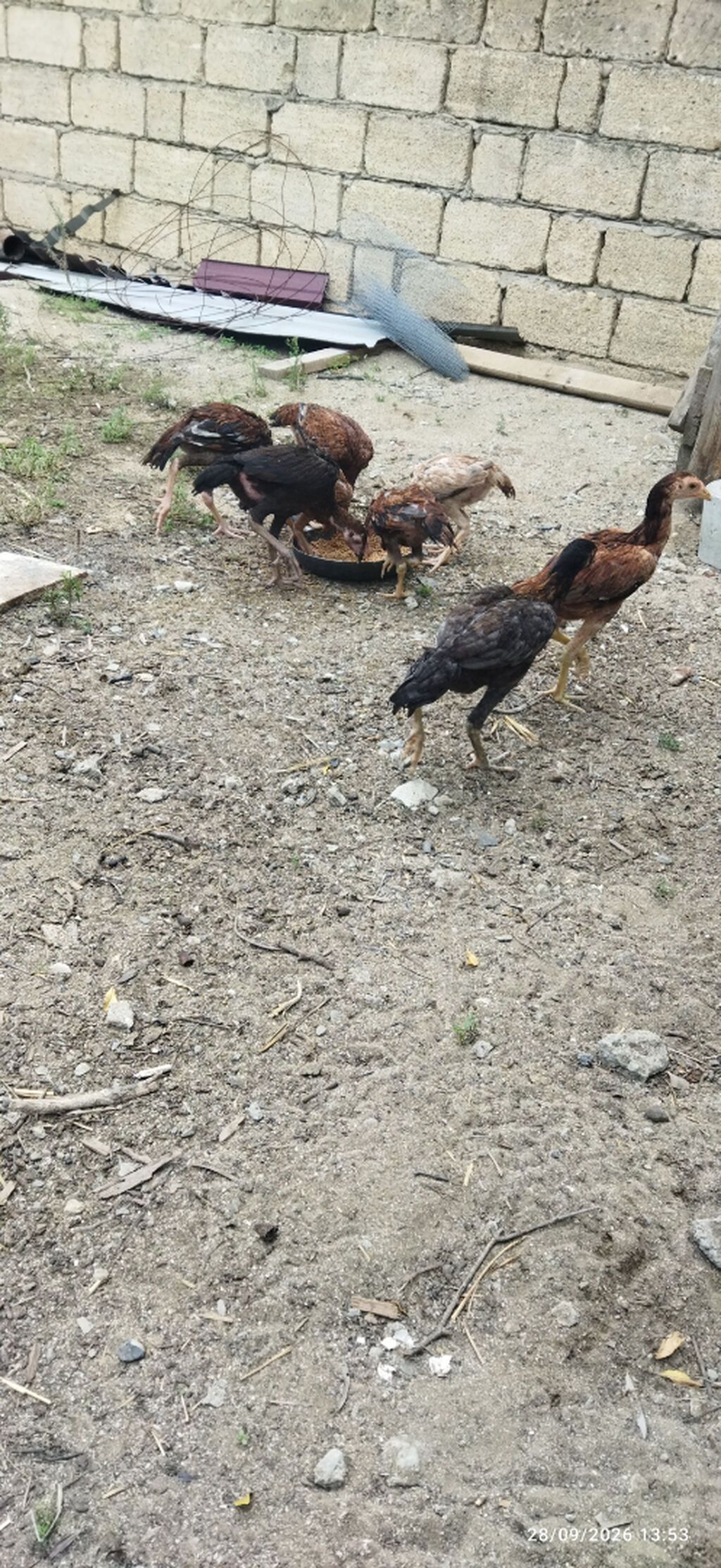 Ataları qaragöz cinsi anası türk yapon sintezi fərələr 30m40m becələr — Digərləri, Sumqayıt (5)