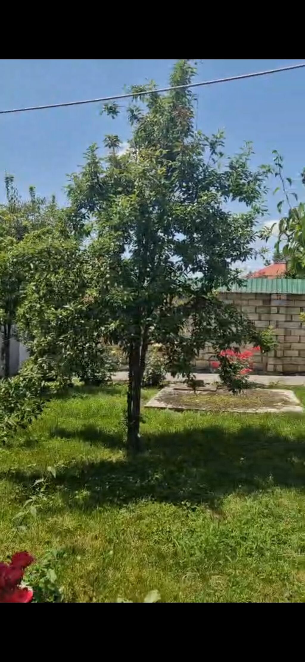 3 otaqlı, 115 kv. m, Yeni təmirli — Ev, villa, Qəbələ (3)