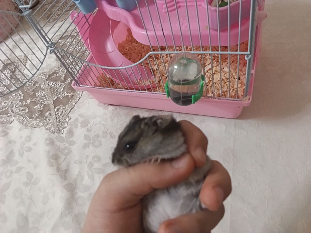 Siçan/hamster ile 2 mərtəbəli qəfəs dəsti 'qızdı hamilə yemək və — Qəfəslər, Xırdalan (6)