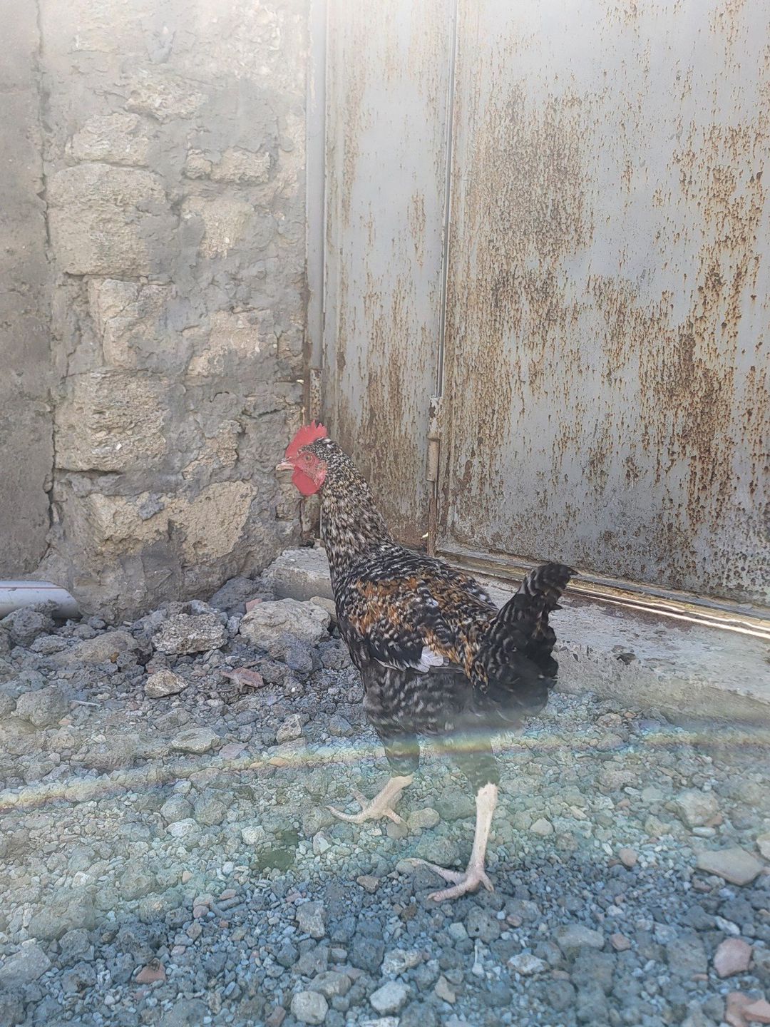 Toyuqlar — Quşlar, Bakı (3)