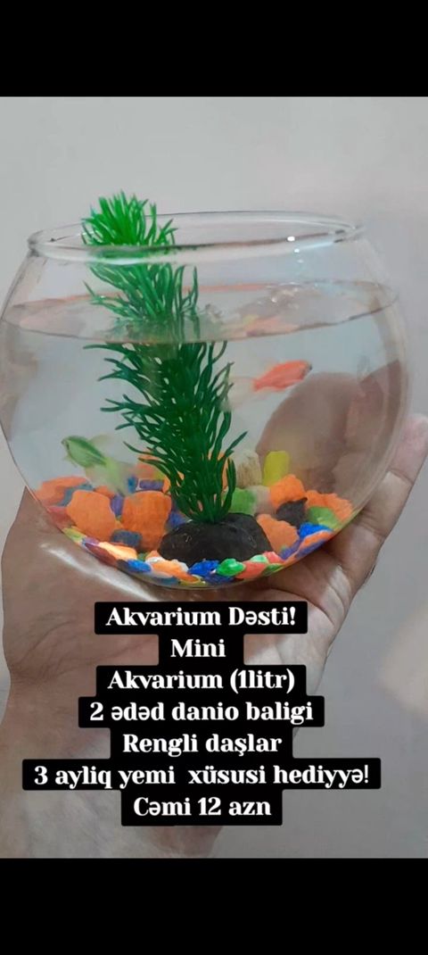 Mini Akvarium Dəsti Paketə daxildir: - 1 litr şüşə akvarium (qabarıq — Bakı