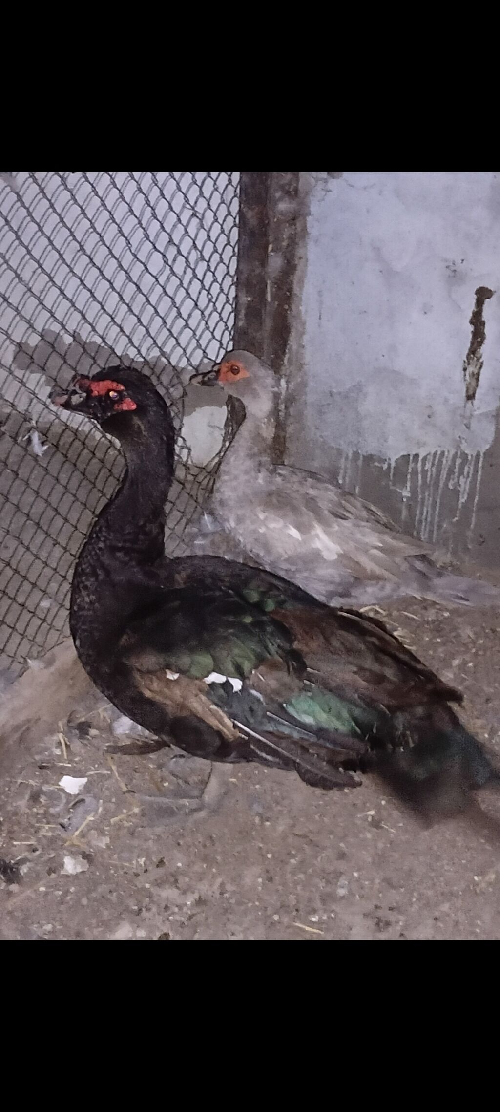 Erkək, Lal ördək, Damazlıq — Digərləri, Ağcabədi (8)