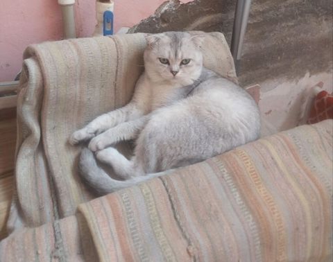 Şinşilla — Bakı