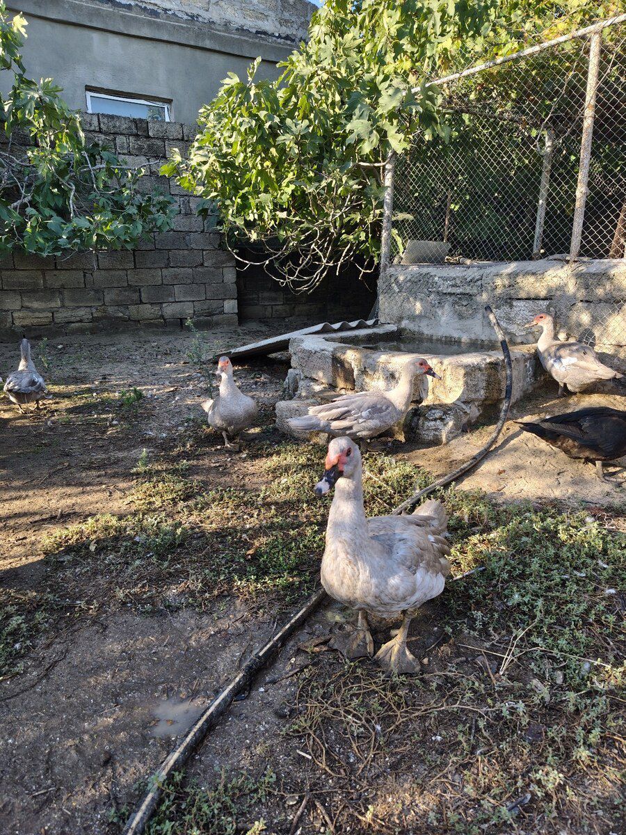 Lavanda lal ördək — Quşlar, Bakı (8)
