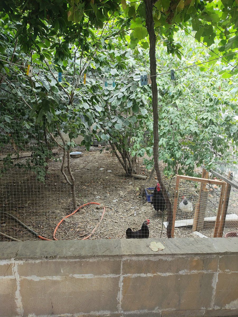 Satılır 7 otaqlı həyət evi/bağ evi 204 m² — Ev, villa, Bakı (4)