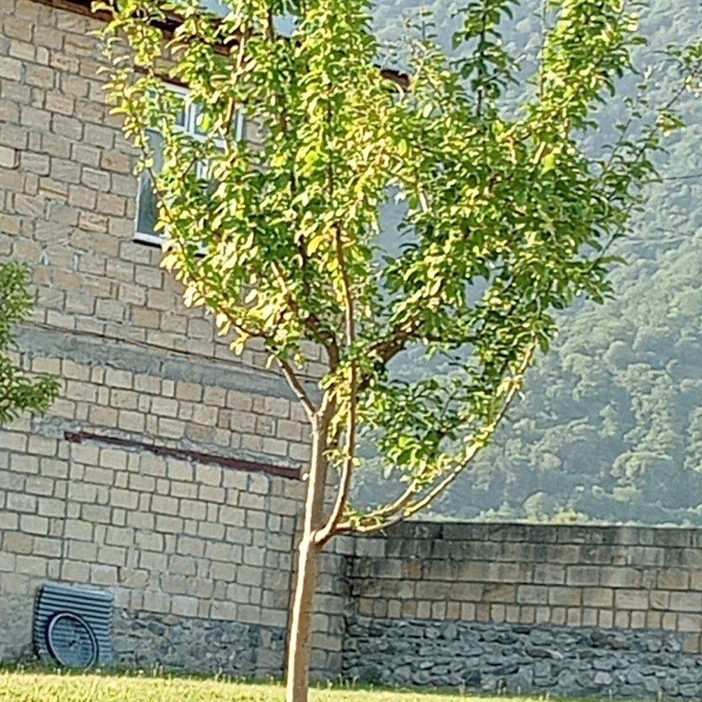 Satılır torpaq 100 sot — Torpaq, Qəbələ (8)