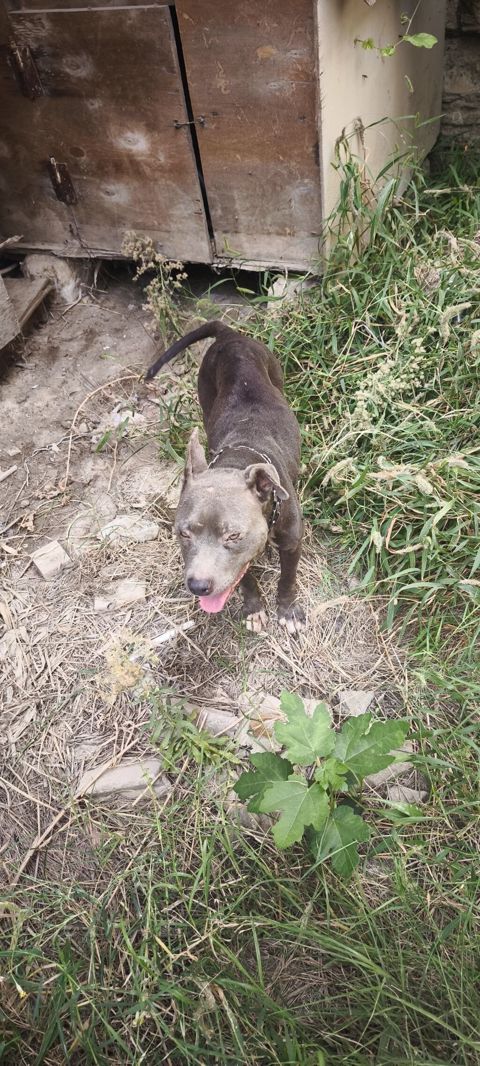 Pitbul — Masazır