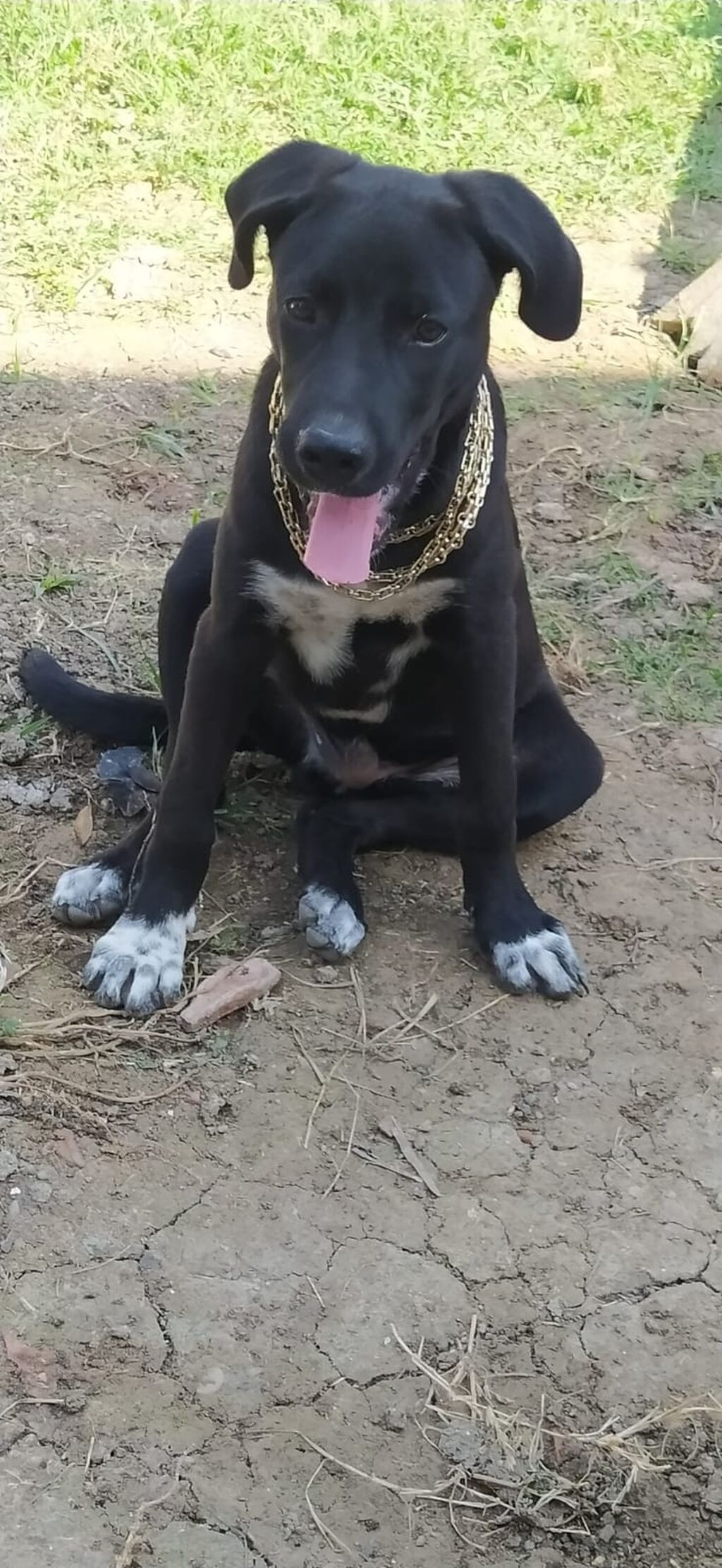 Kane-Korso, 5 ay, Erkək — Köpəklər, Digah (6)