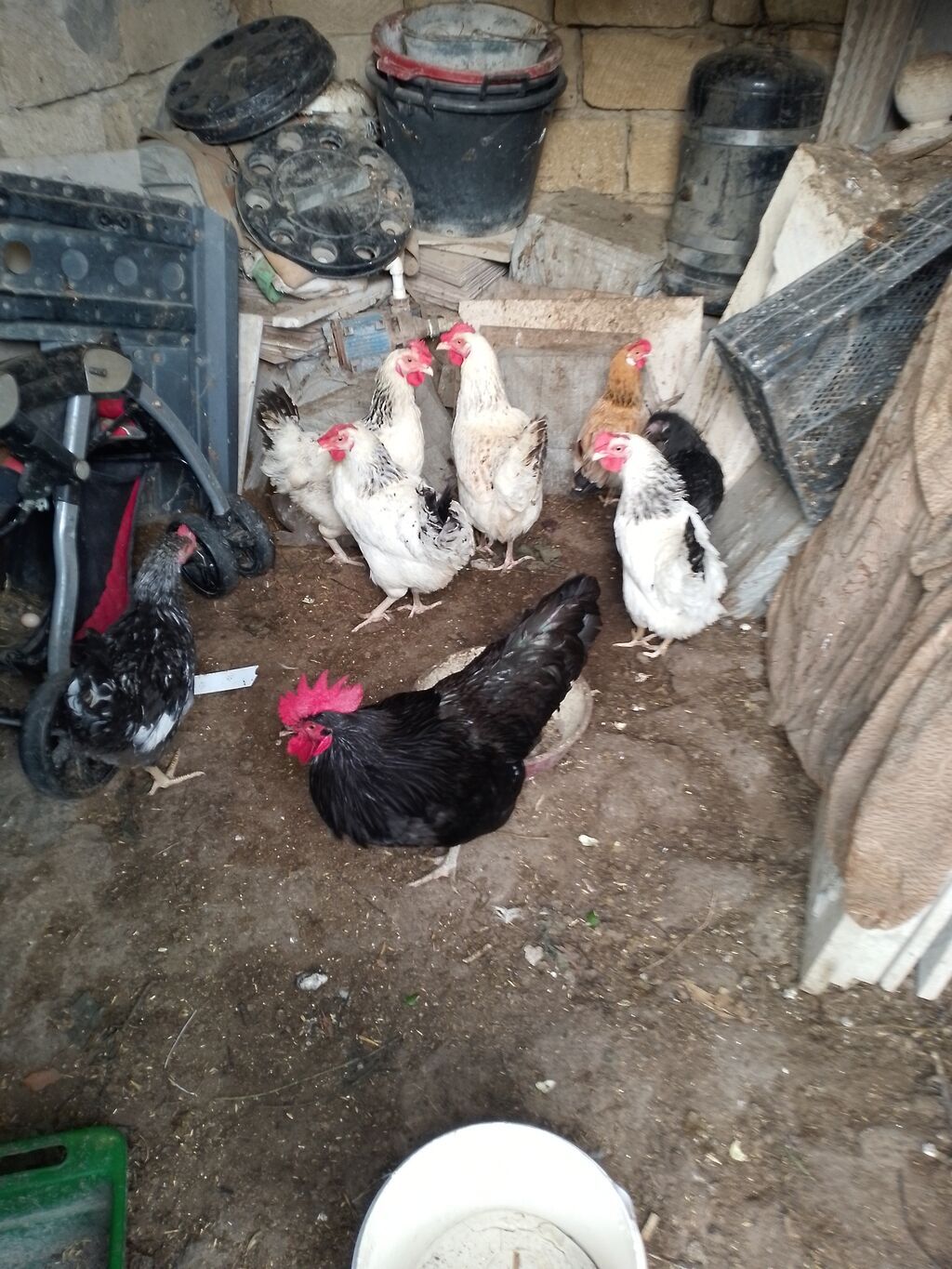 Toyuq, Yumurtalıq — Toyuq və xoruz, Bakı (2)