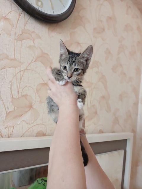 Tabbi, Yaxşı əllərə — Bakı