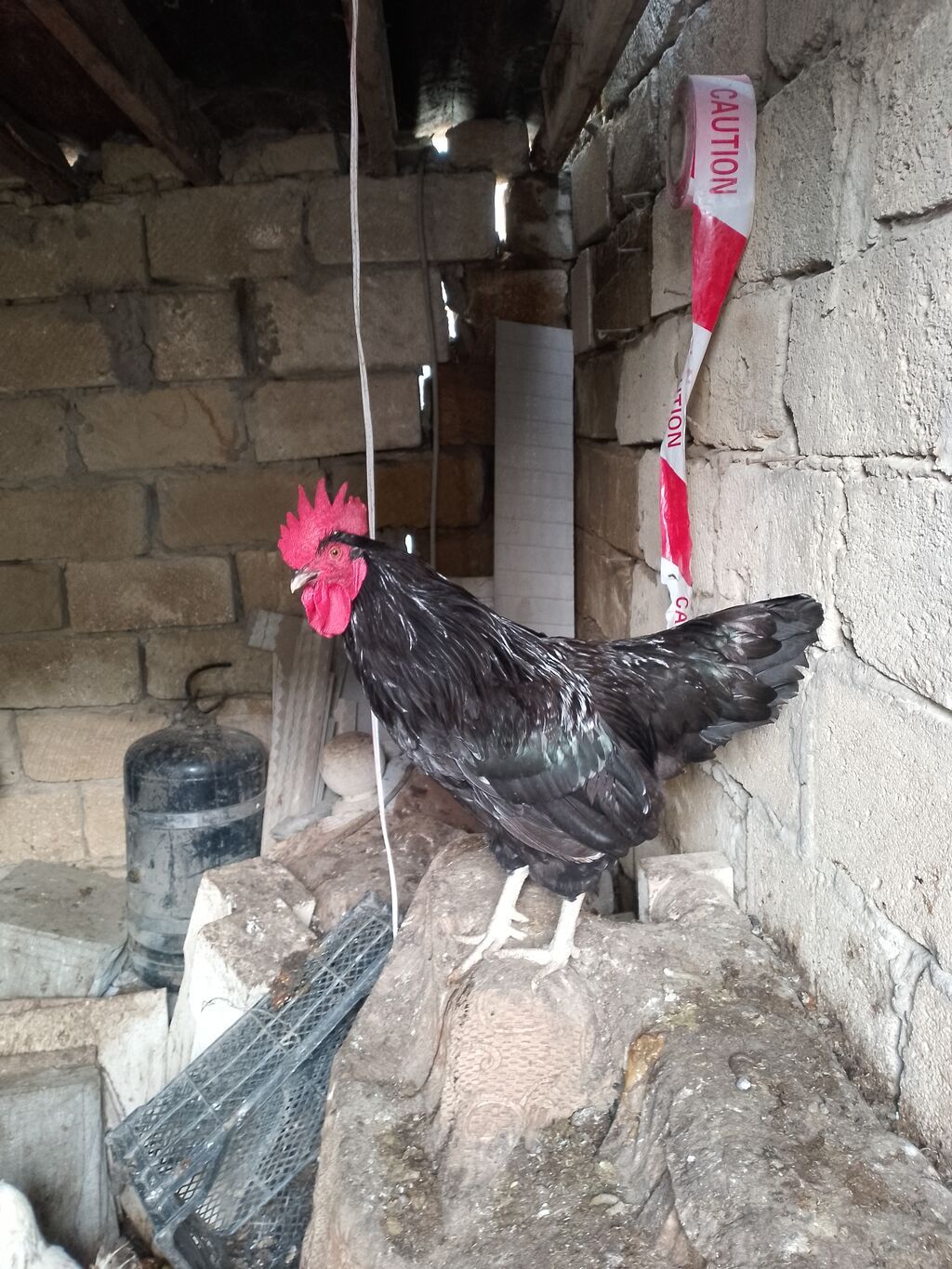 Toyuq, Yumurtalıq — Toyuq və xoruz, Bakı (6)