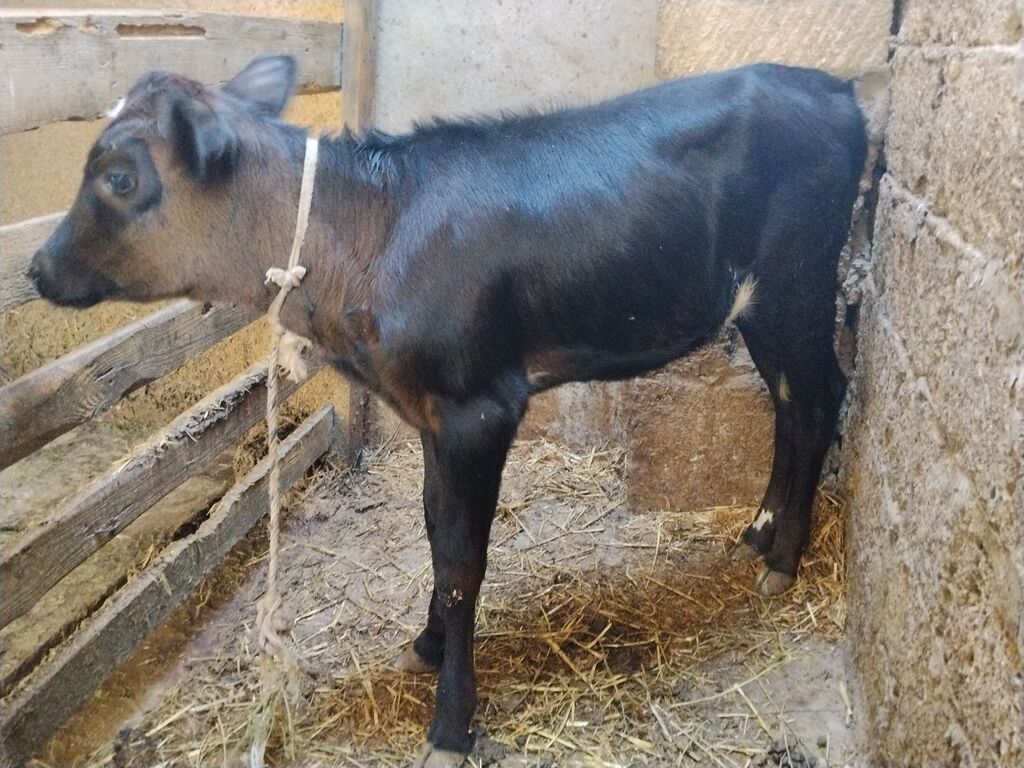 Dana, buzov, Dişi, ay: 1, Südlük — Kənd təsərrüfatı heyvanları, Digah (2)