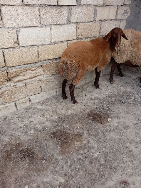 7 aylıq erkey toğlu — Xırdalan