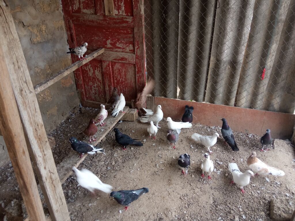 Salam tam sağlam tərqizmə quşlardır 23 dənə tək tək satilmir kom — Göyərçin, Digah (7)