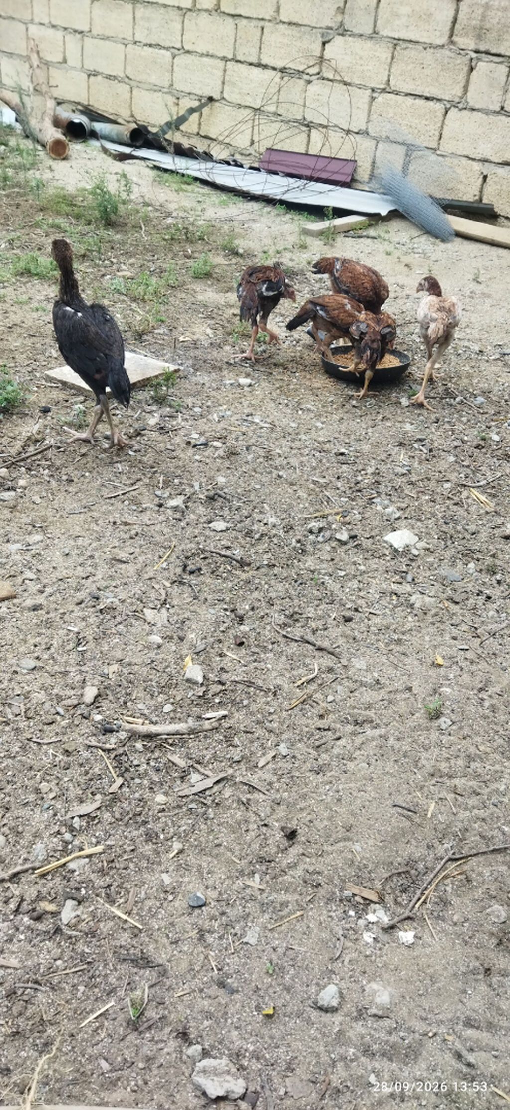 Ataları qaragöz cinsi anası türk yapon sintezi fərələr 30m40m becələr — Digərləri, Sumqayıt (7)
