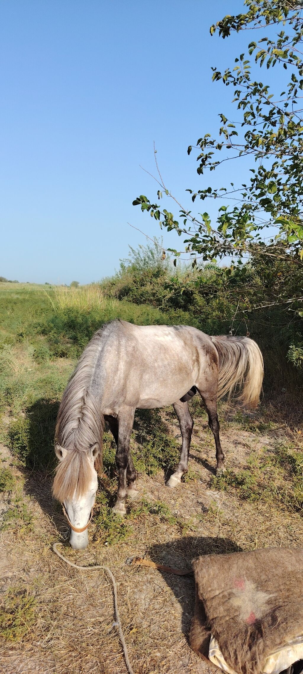 Barter var qoyunla Heç bir pis xesiyeti yoxdur sakit atdı heyvan — Atlar, Ucar (4)
