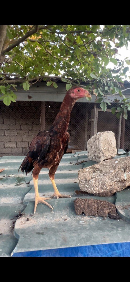 Heyratı — Quşlar, Bakı