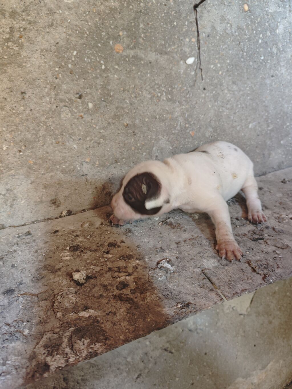 Pitbul, 1 ay, Dişi, Ödənişli çatdırılma — Köpəklər, Sumqayıt (4)
