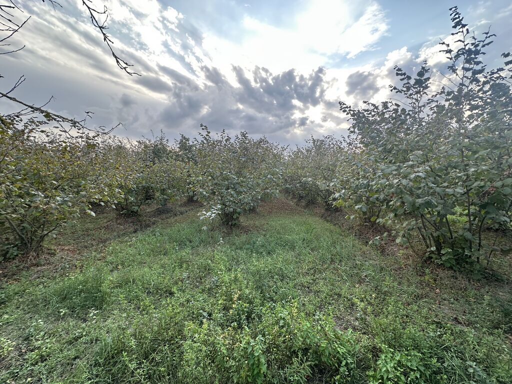 32 sot, Kənd təsərrüfatı, Mülkiyyətçi, Kupça (Çıxarış) — Torpaq, Xaçmaz (10)