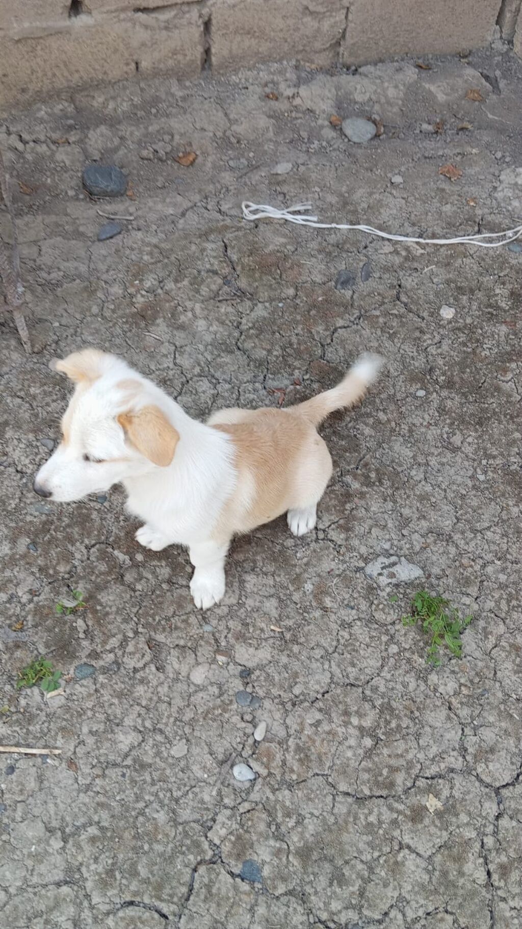 Korgi, 3 ay, Erkək — Köpəklər, Bakı (2)