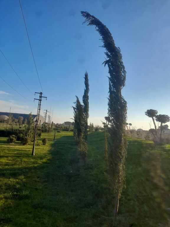 Kiparis şam ağacı — Bitkilər, Bakı (5)