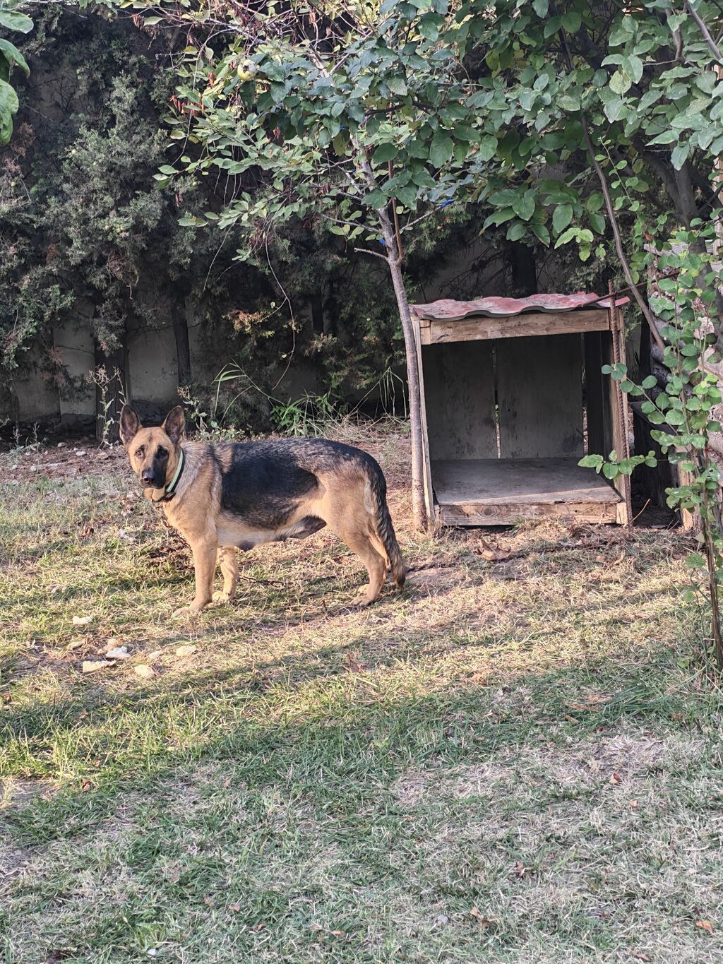 Alman çoban iti — Köpəklər, Saray (2)