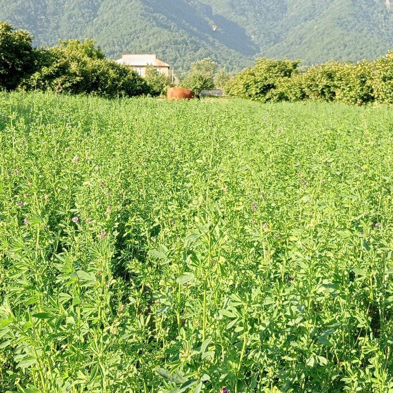 Satılır torpaq 100 sot — Torpaq, Qəbələ (6)