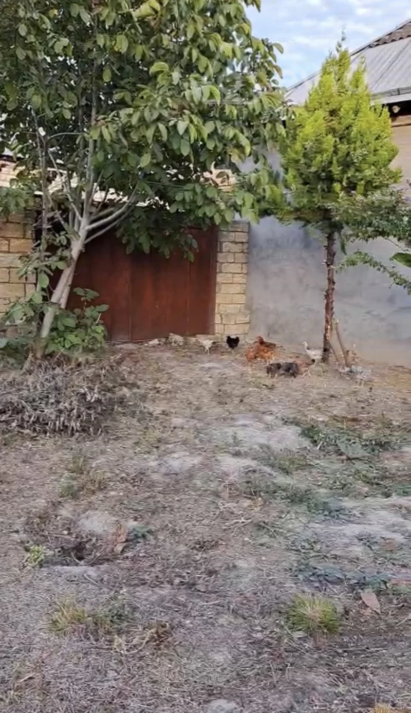 Torpaq sahəsi, 6 sot, Ünvan: Şəki şəhəri, Aşağı Xəstəxana ərazisi, Bonum Xəstəxanasının yaxınlığı, Asan Xidmətə yaxın ərazi, 99-cu kvartal — Torpaq, Şəki