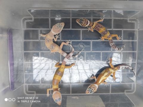 Gecko — Bakı