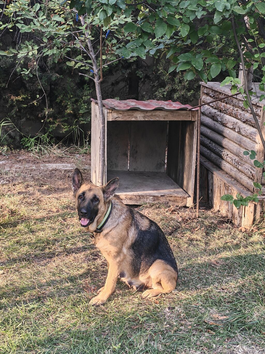 Alman çoban iti — Köpəklər, Saray (4)