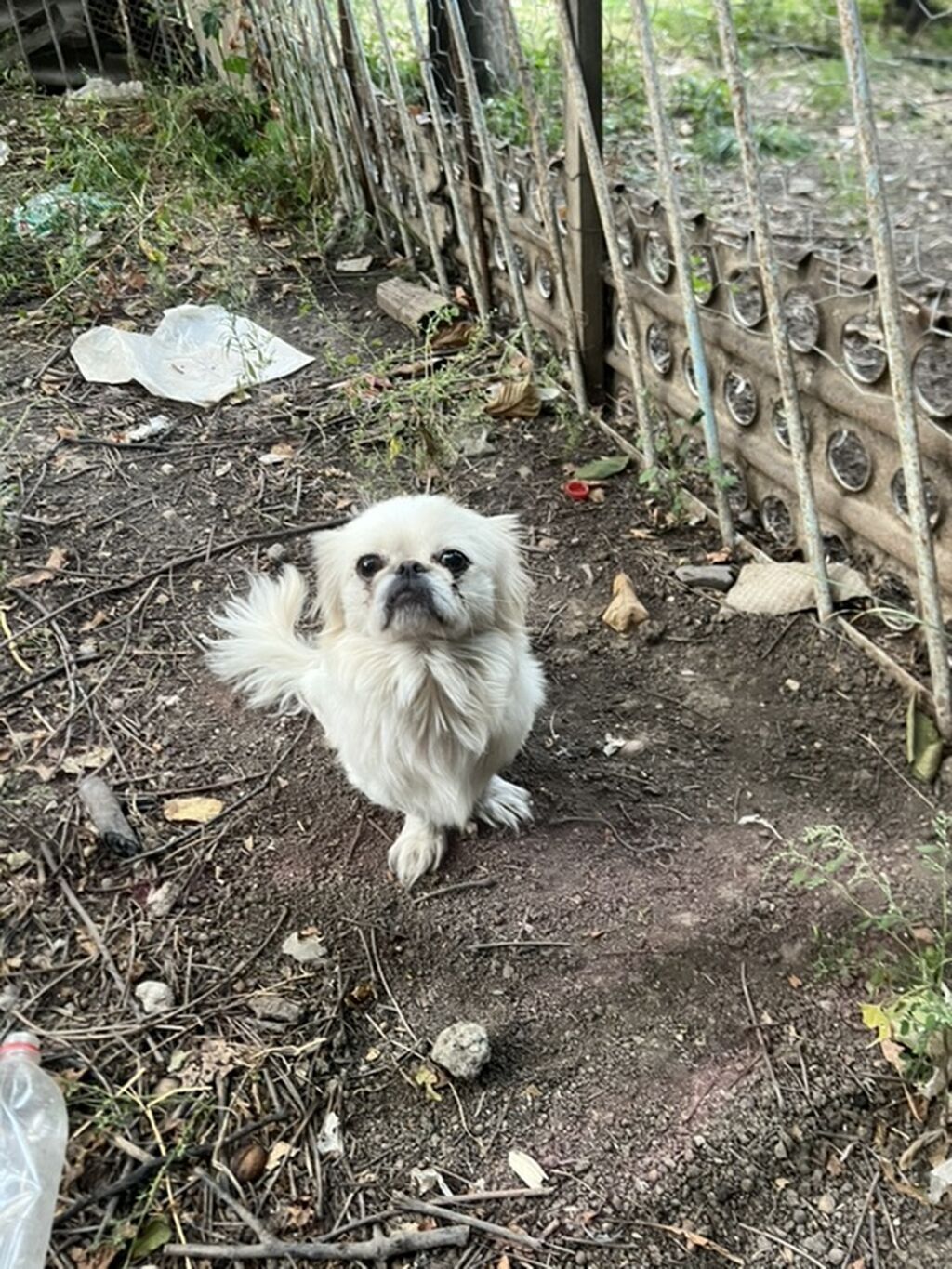 Pekines, 1 il, Erkək — Köpəklər, Gəncə (2)