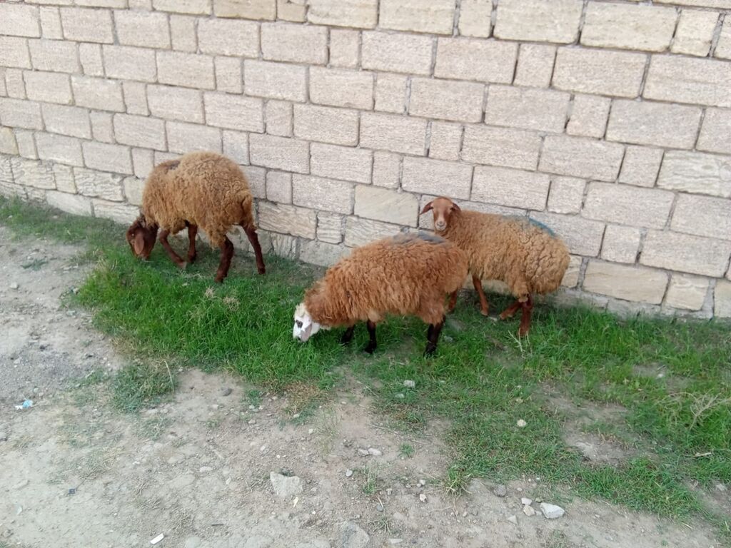 2 dene dişi quzu cütü 450 — Kənd təsərrüfatı heyvanları, Xırdalan (2)
