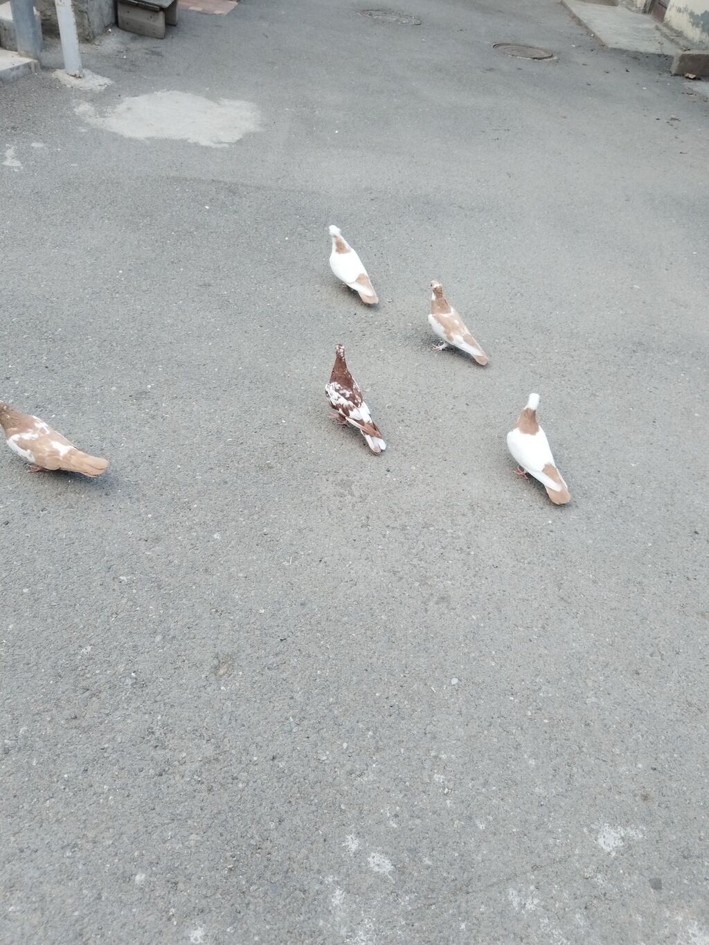 Satılır 5 quş 60 manat gəncə — Göyərçin, Gəncə (9)