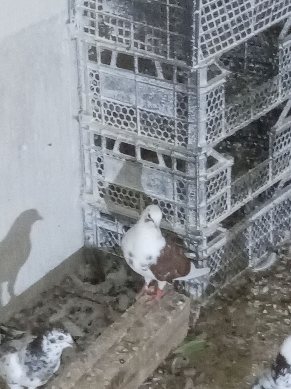 Qeyd: Şəkillərdə müxtəlif rəngdə ev göyərçinləri təqdim olunur — Göyərçin, Digah (4)