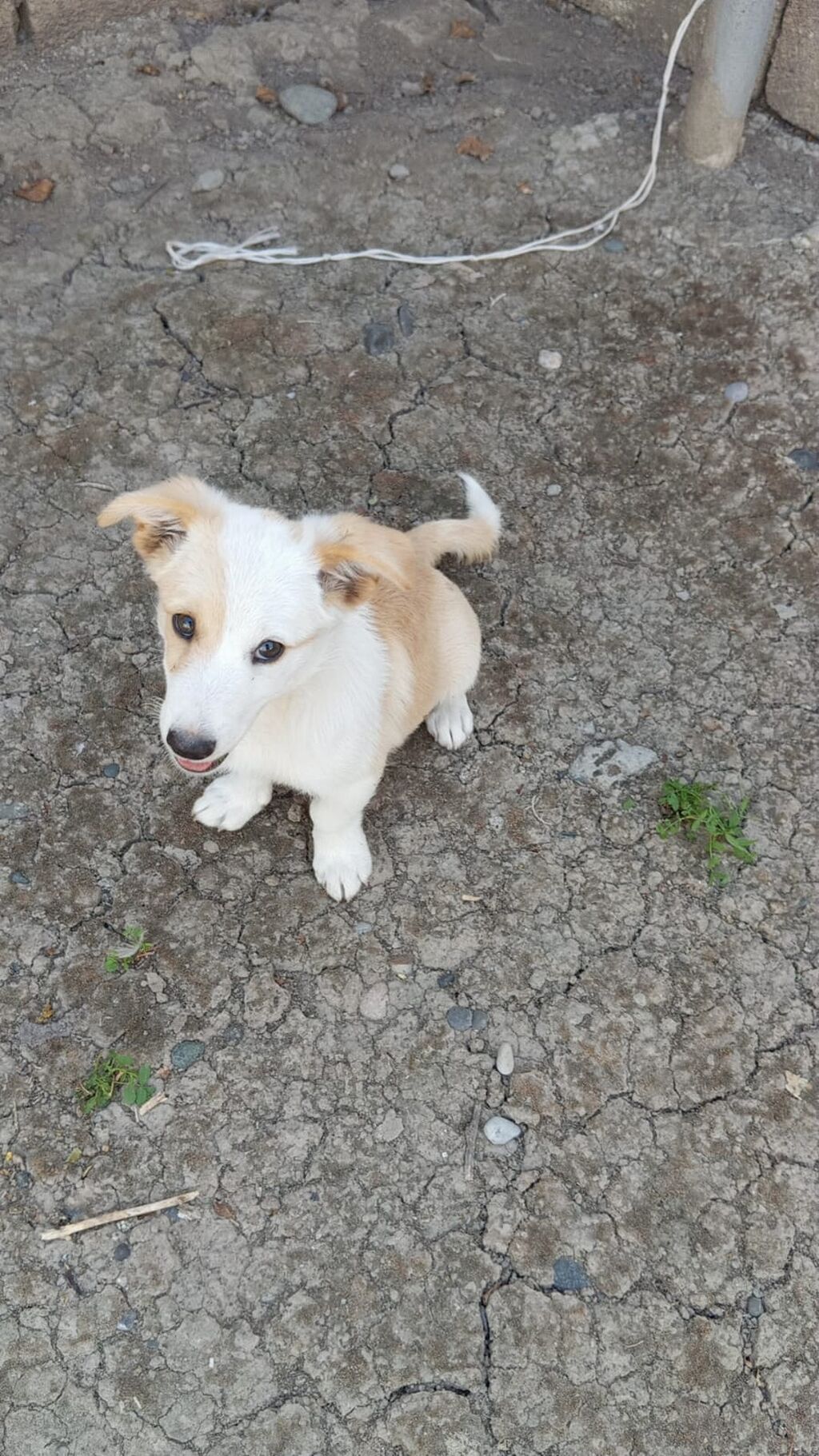 Korgi, 3 ay, Erkək — Köpəklər, Bakı (3)