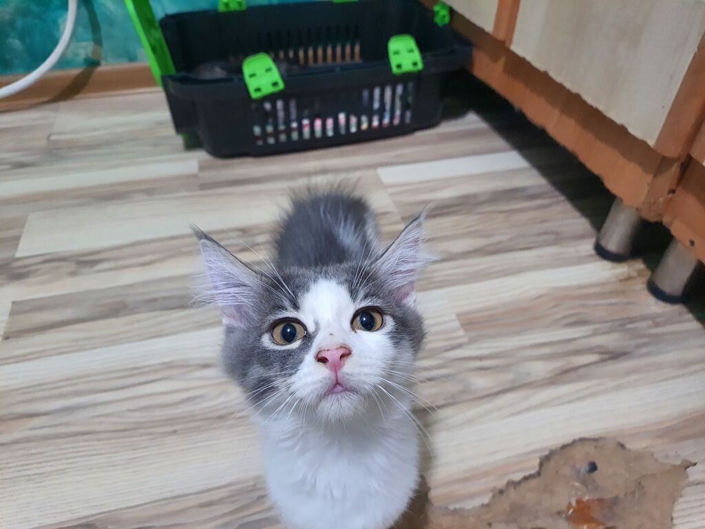 Meyn-kun, Erkək, Yaxşı əllərə — Pişiklər, Bakı (5)