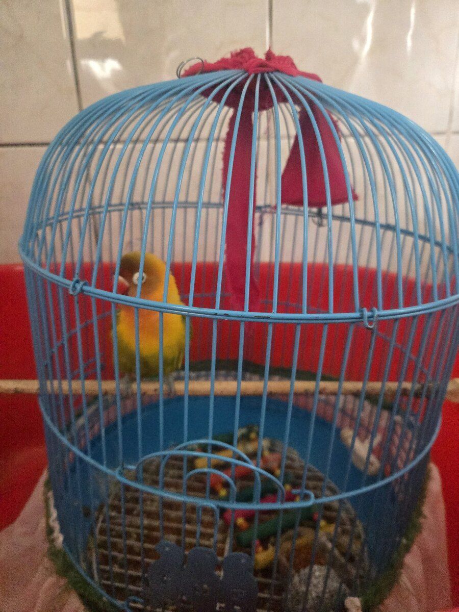 Fisher Lovebirds — Quşlar, Bakı (6)