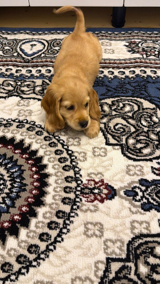 Koker spaniel — Köpəklər, Bakı (2)