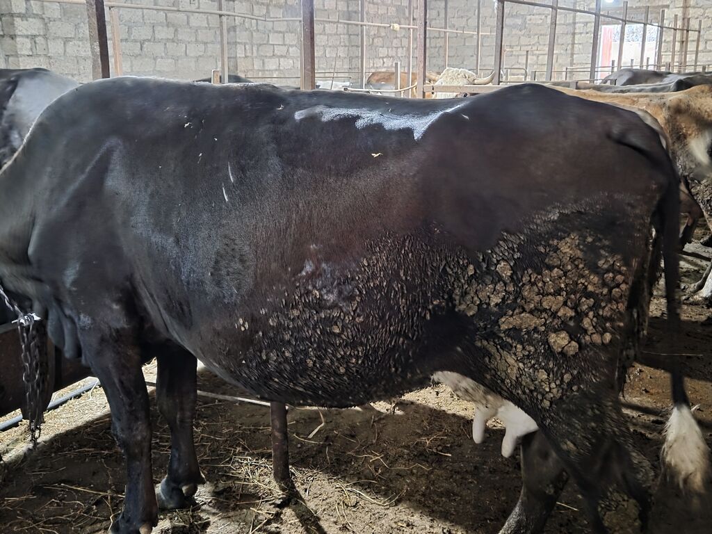 Satilir.südlük inek yani simental disi balali.damazliq ücün cox super — Kənd təsərrüfatı heyvanları, Gəncə (2)