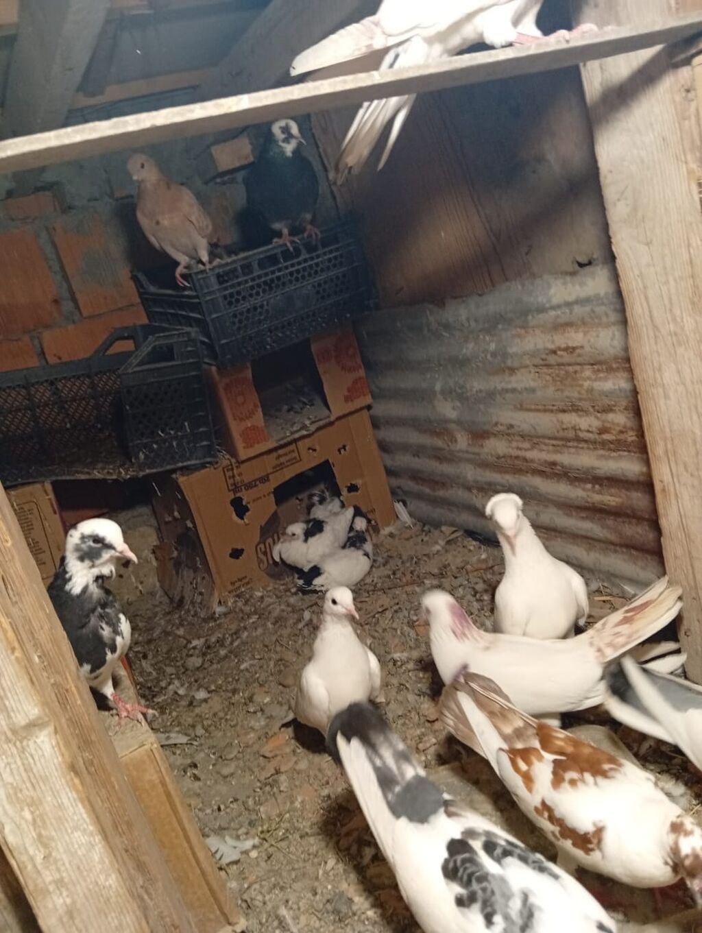 Salam hamsı satılır kom alan olsa 5 manatdan balalarda usdunde — Göyərçin, Mingəçevir