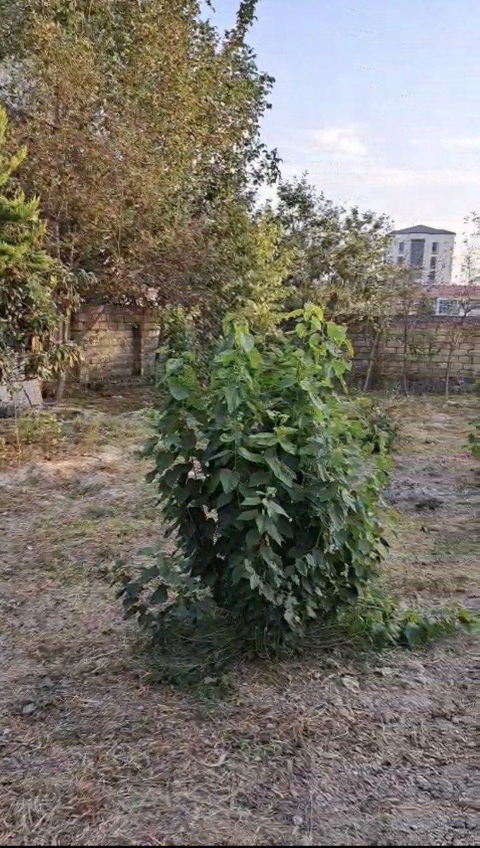 Satılır torpaq 6 sot — Torpaq, Şəki (8)