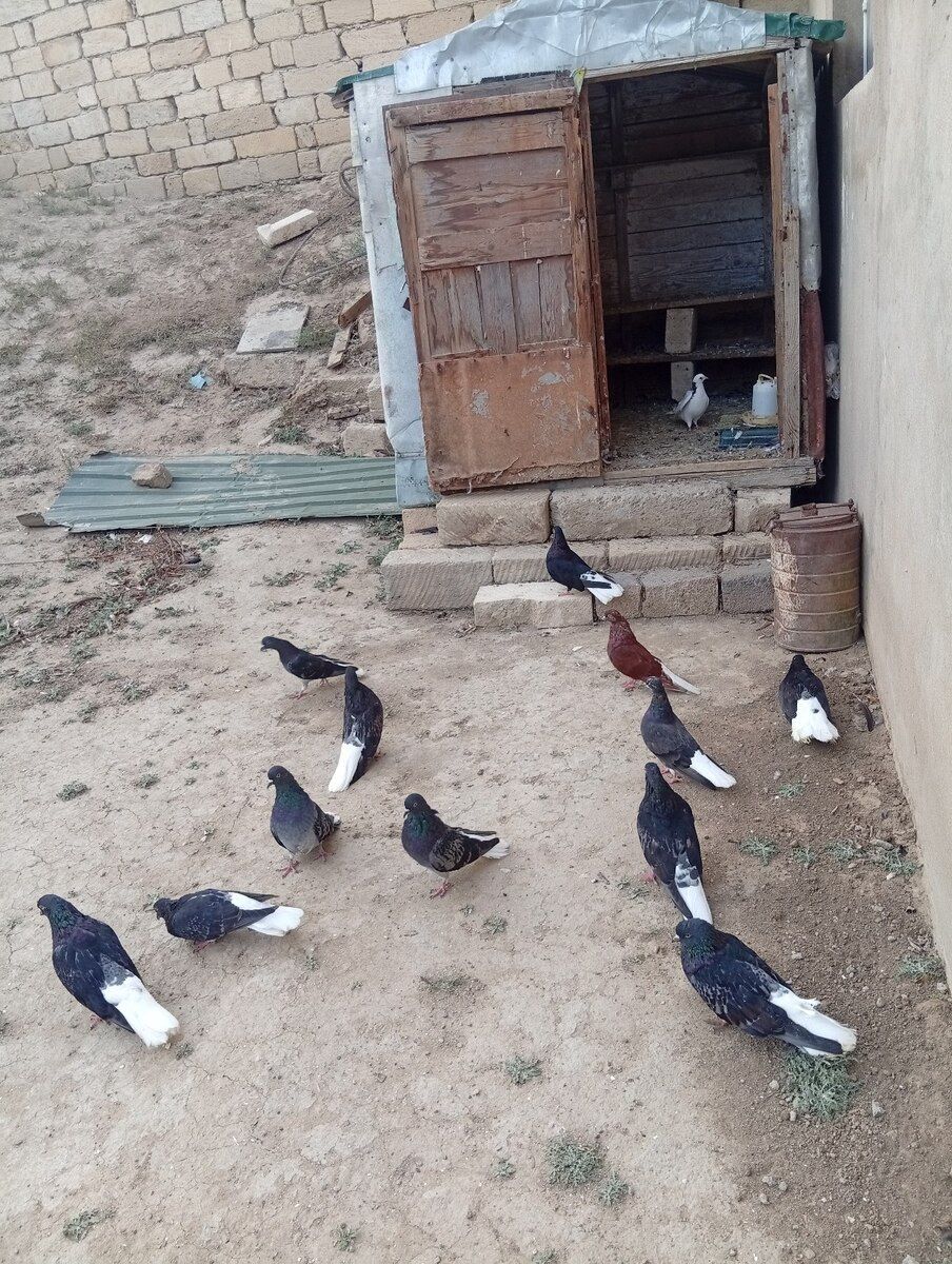 Göyərçinlər — Quşlar, Bakı