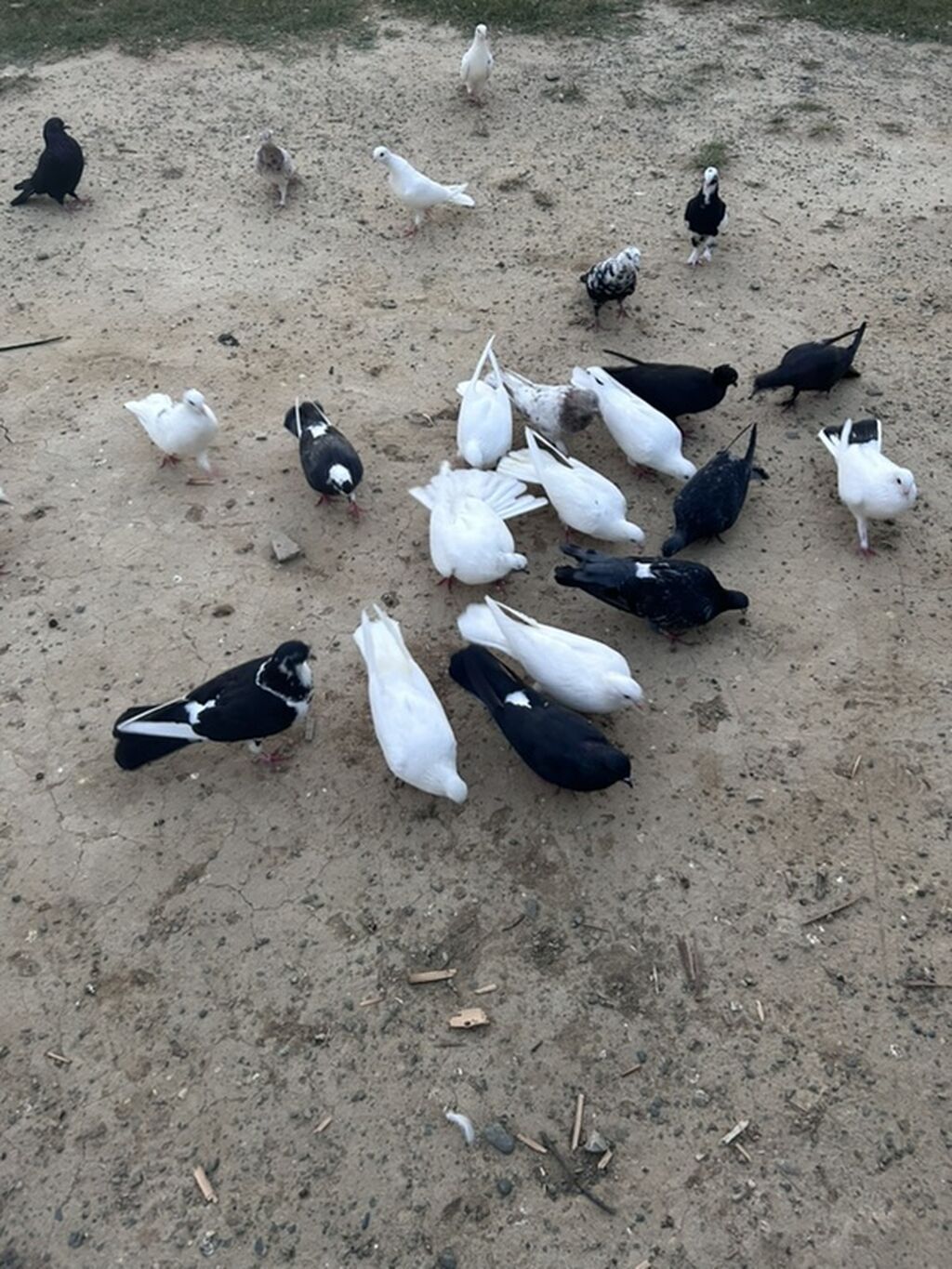 Salam tutulma quslar tek tekde satılır qıymet. Ferqlı olacaq optavoy 4 — Göyərçin, Sumqayıt (8)