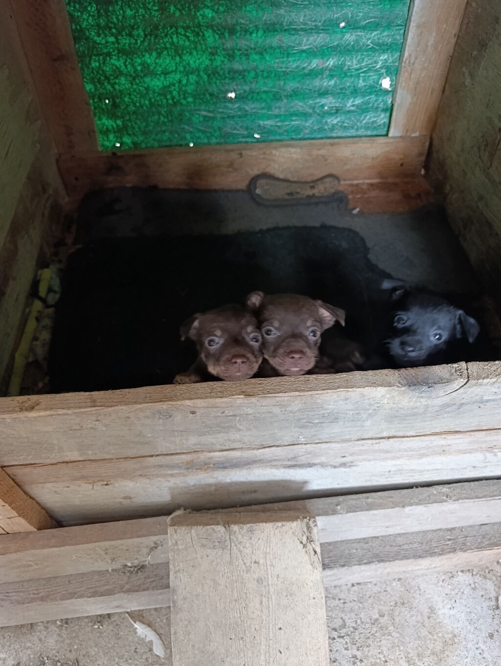 Çexiski Pincer Erkekdi 3 ededdi — Köpəklər, Mehdiabad (3)