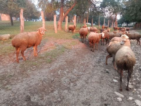 Mal-qara üçün xırdabuynuzlu sürü - Növ: qoyun-keçi sürüsü (əsasən — Qusar