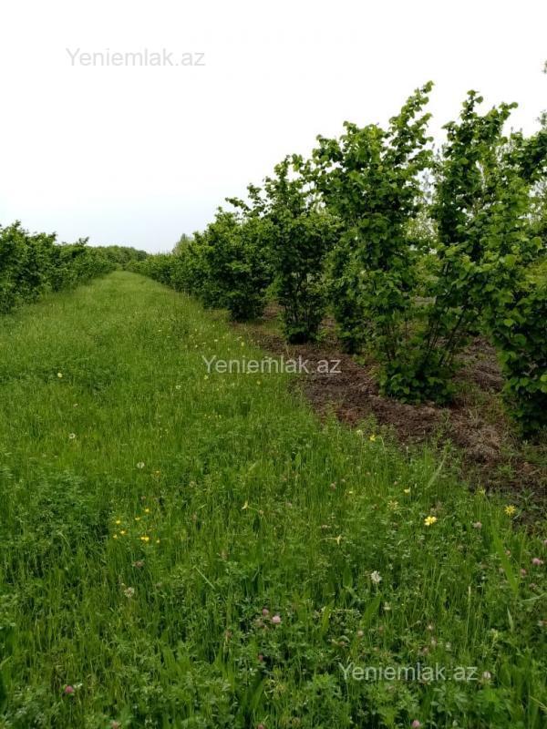 Satılır Torpaq sahəsi, 35 sot, Xaçmaz — Torpaq, Xaçmaz (4)