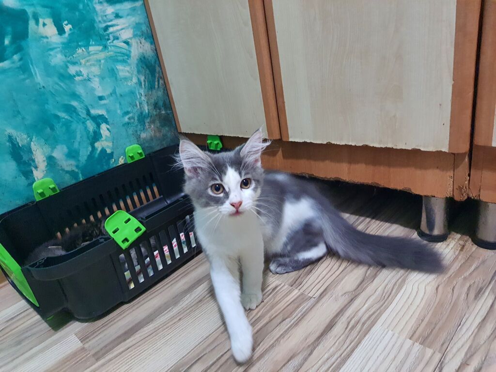 Meyn-kun, Erkək, Yaxşı əllərə — Pişiklər, Bakı (10)