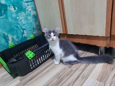 Meyn-kun, Erkək, Yaxşı əllərə — Bakı
