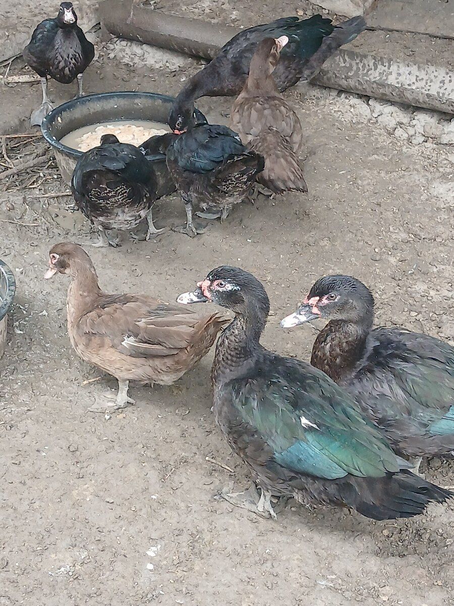 Ördəklər — Quşlar, Bakı